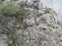 Rhynchopsitta terrisi