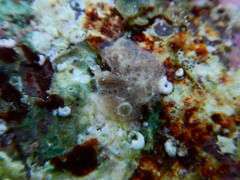 Holozoidae