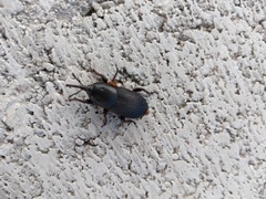 Scyphophorus