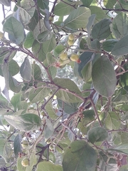 Ehretia anacua