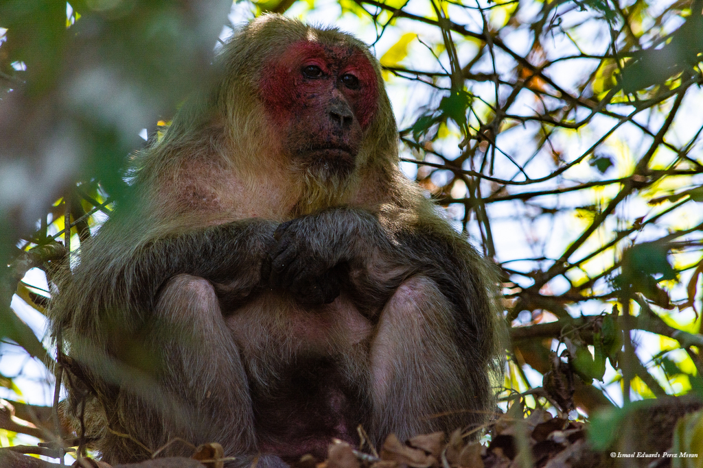 Stump-tailed Macaque