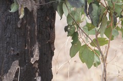Sceloporus dugesii