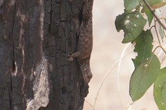 Sceloporus dugesii
