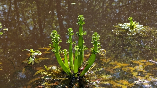 Image of Hottonia inflata by (c) Peyton Phelps, some rights reserved (CC BY)