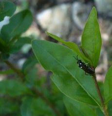 Macrophya punctumalbum