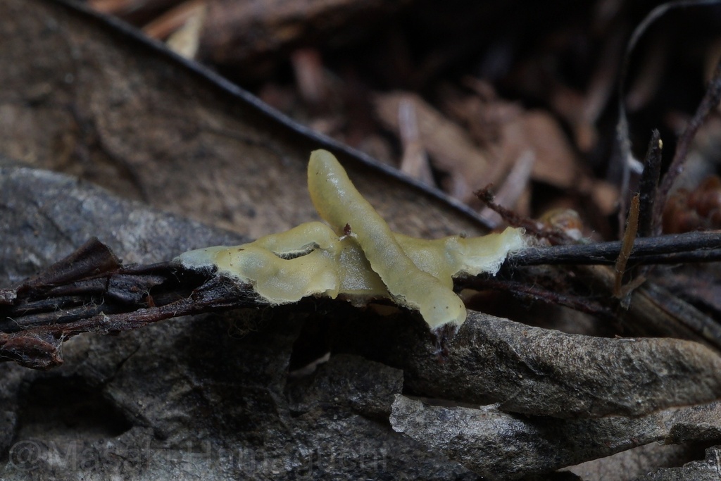 Karstenellaceae