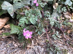 Geranium robertianum