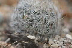 Echinomastus mariposensis