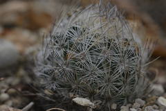 Echinomastus mariposensis