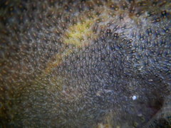 Styelidae
