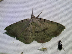 Spiloloma lunilinea