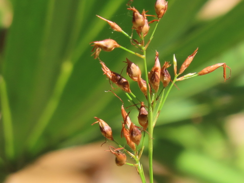 Image of Rhynchospora megalocarpa by no rights reserved