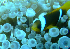 Entacmaea quadricolor