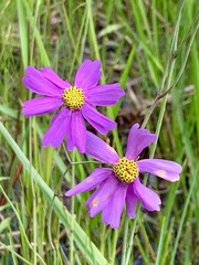 Coreopsis nudata