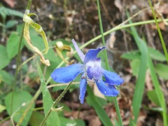 Delphinium madrense