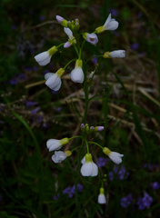 Cardamine pratensis