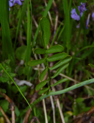 Cardamine pratensis