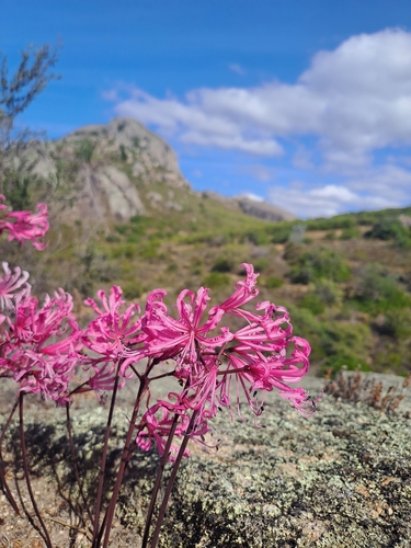 Nerine humilis (Jacq.) Herb.
