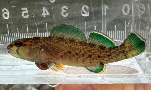 Greenfin Darter