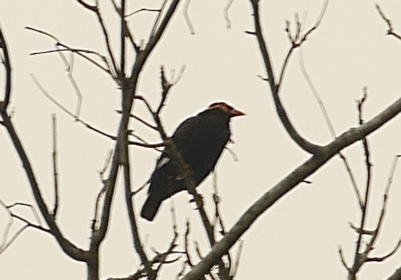 Common Hill Myna