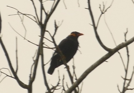 Common Hill Myna