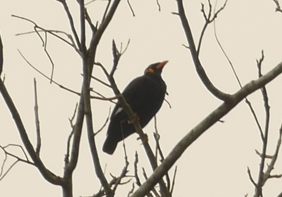 Common Hill Myna