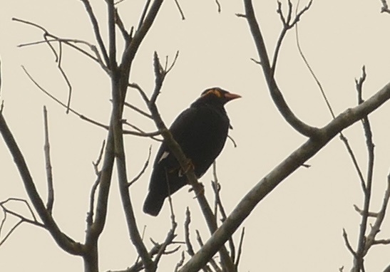 Common Hill Myna