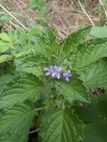Wide Spikenard
