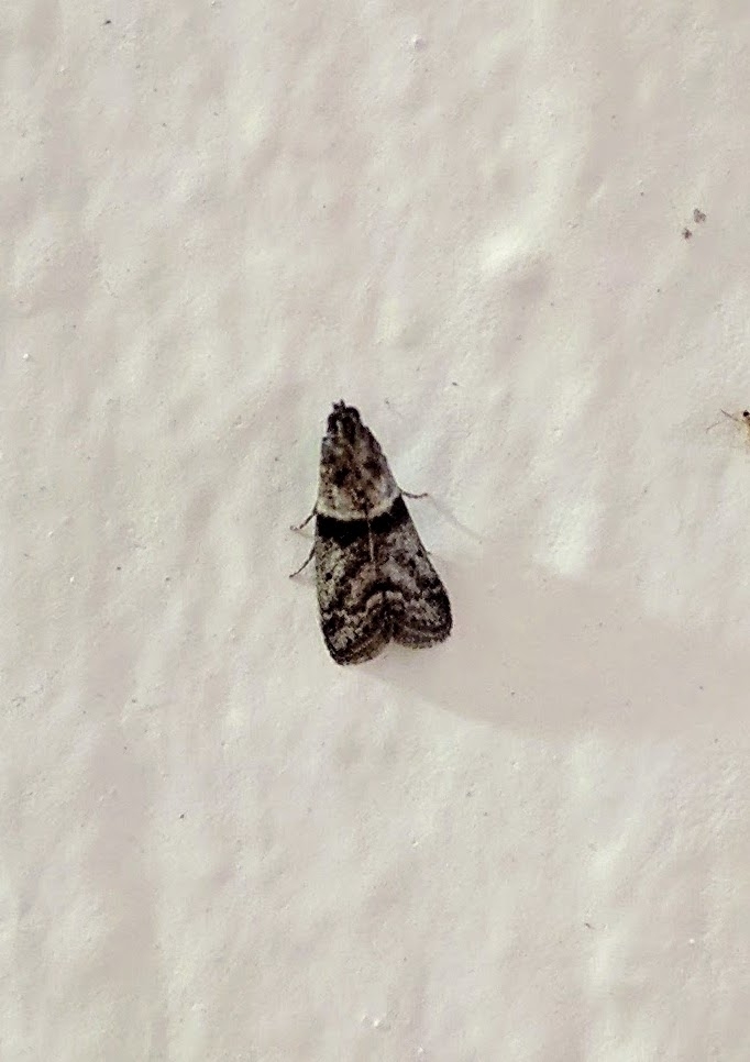 Acrobasis homoeosomidia