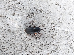 Scyphophorus