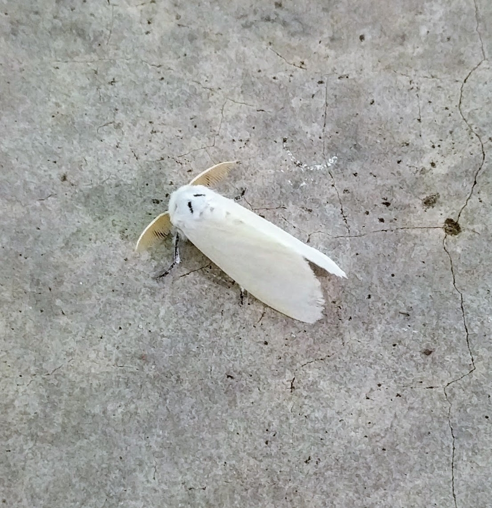 Leucoma sericea