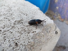 Scyphophorus