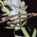 Sage Plume Moth - Photo (c) Boaz Benaiah Solorio, some rights reserved (CC BY-NC), uploaded by Boaz Benaiah Solorio