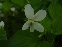 Viola striata