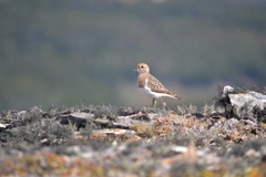 Charadrius modestus