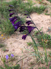 Gladiolus atroviolaceus