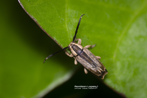 Ptericoptus dorsalis