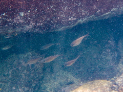Pempheris oualensis