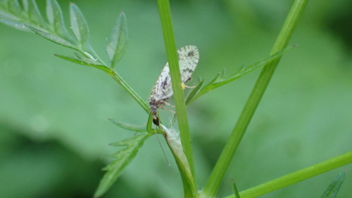 Variegated Brown Lacewing, Park Oudegein, 3432 Nieuwegein, Nederland, photo 6 of 10