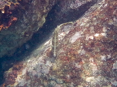 Stephanolepis cirrhifer