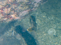 Stephanolepis cirrhifer