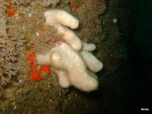 Dead Man's Fingers, photo 5 of 10