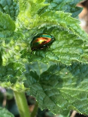 Chrysolina fastuosa