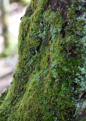 Hypnum cupressiforme filiforme