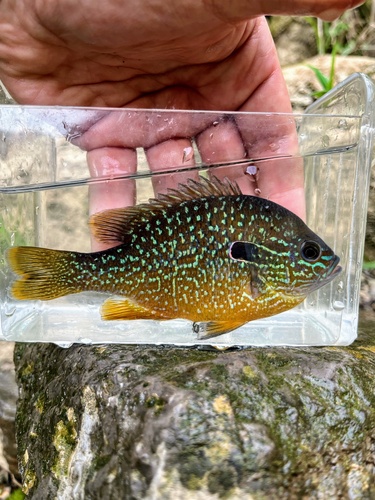 Gulf Longear Sunfish