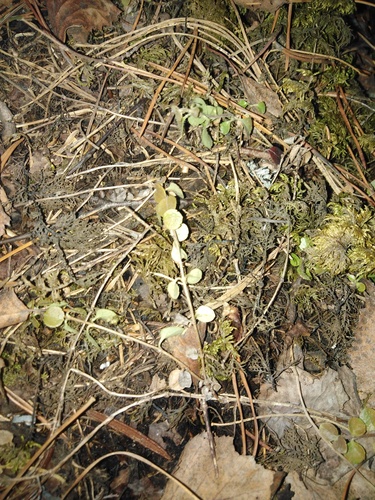 Twinflower