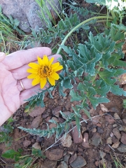 Balsamorhiza macrolepis