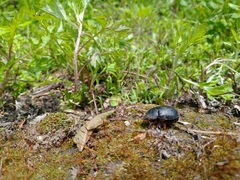 Pentodon bidens punctatus