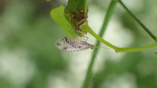 Variegated Brown Lacewing, Park Oudegein, 3432 Nieuwegein, Nederland, photo 5 of 10