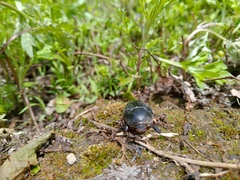 Pentodon bidens punctatus